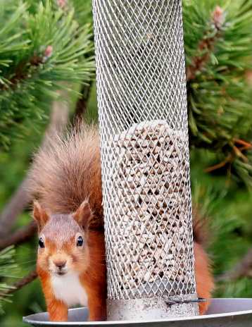 squirrel with wire feeder