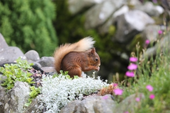 squirrel amomg flowers