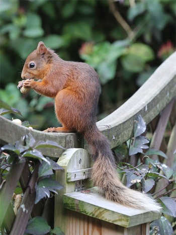 squirrel sitting on a fence feeding