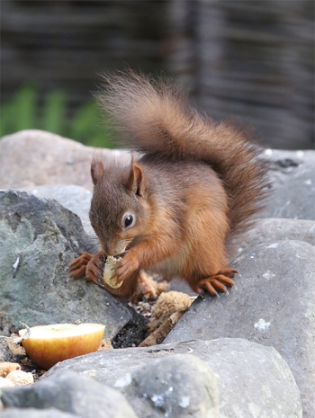 squirrel on a rock, feeding