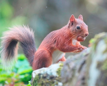 squirrel with nut in mouth