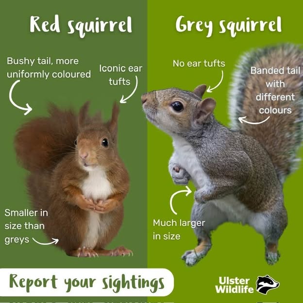 red and grey squirrels